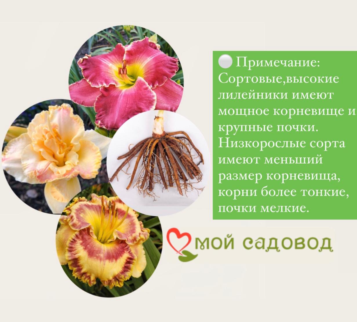 ЛИЛЕЙНИК ГЕТ ДЖИГГИ