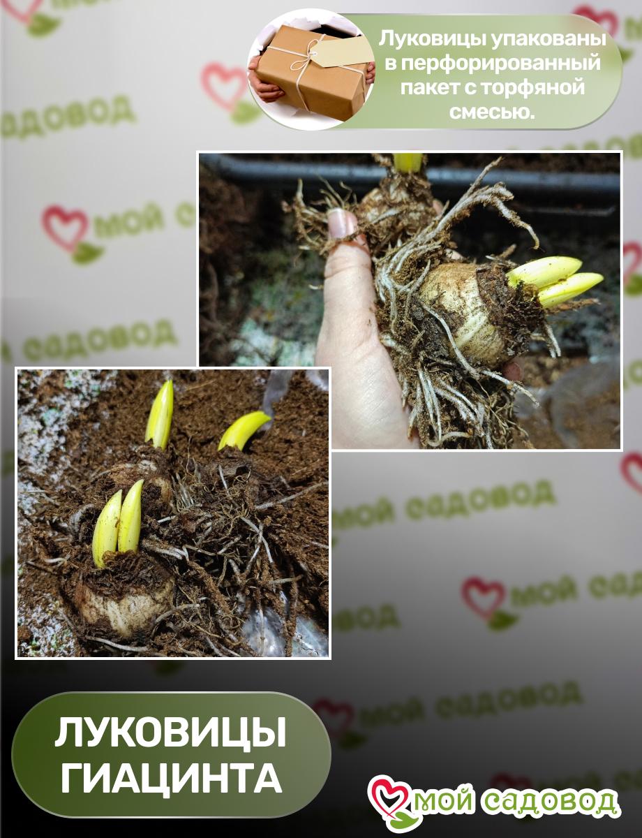 Гиацинт Блум Клауд